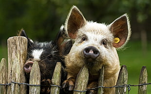two black and pink pigs over the fence